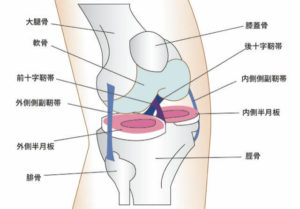 膝　解剖